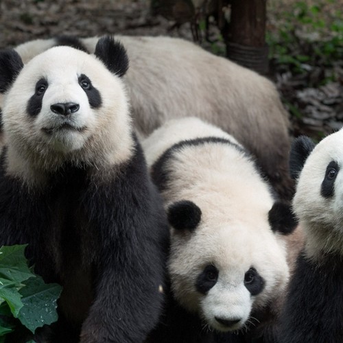 Giant pandas at Chengdu Panda Base